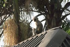 Grüne Meerkatzen (60 von 67).jpg